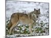 Gray Wolf (Grey Wolf), Canis Lupus, Wildlife Preserve, Rheinhardswald, Germany, Europe-Thorsten Milse-Mounted Photographic Print
