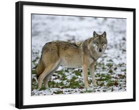 Gray Wolf (Grey Wolf), Canis Lupus, Wildlife Preserve, Rheinhardswald, Germany, Europe-Thorsten Milse-Framed Photographic Print