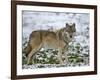 Gray Wolf (Grey Wolf), Canis Lupus, Wildlife Preserve, Rheinhardswald, Germany, Europe-Thorsten Milse-Framed Photographic Print