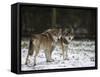 Gray Wolf (Grey Wolf), Canis Lupus, Wildlife Preserve, Rheinhardswald, Germany, Europe-Thorsten Milse-Framed Stretched Canvas