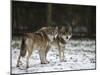 Gray Wolf (Grey Wolf), Canis Lupus, Wildlife Preserve, Rheinhardswald, Germany, Europe-Thorsten Milse-Mounted Photographic Print