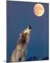 Gray Wolf Howling at Moon-null-Mounted Poster