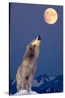 Gray Wolf Howling at Moon-null-Stretched Canvas