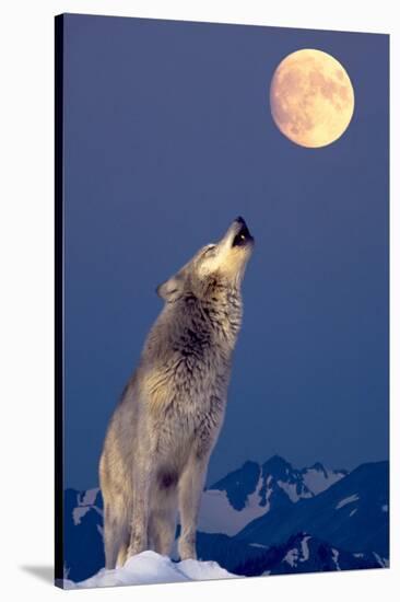 Gray Wolf Howling at Moon-null-Stretched Canvas
