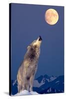 Gray Wolf Howling at Moon-null-Stretched Canvas