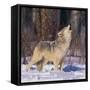 Gray Wolf Howling in Snow-DLILLC-Framed Stretched Canvas