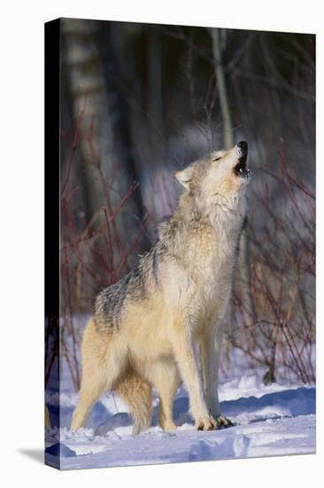 Gray Wolf Howling in Snow-DLILLC-Stretched Canvas