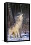 Gray Wolf Howling in Snow-DLILLC-Framed Stretched Canvas