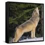 Gray Wolf Howling in Snow-DLILLC-Framed Stretched Canvas