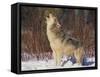 Gray Wolf Howling in Snow-DLILLC-Framed Stretched Canvas