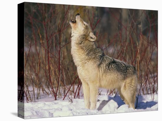 Gray Wolf Howling in Snow-DLILLC-Stretched Canvas