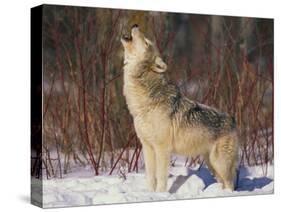 Gray Wolf Howling in Snow-DLILLC-Stretched Canvas