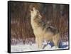 Gray Wolf Howling in Snow-DLILLC-Framed Stretched Canvas