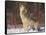 Gray Wolf Howling in Snow-DLILLC-Framed Stretched Canvas