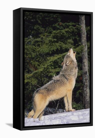 Gray Wolf Howling in Snow-DLILLC-Framed Stretched Canvas