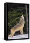 Gray Wolf Howling in Snow-DLILLC-Framed Stretched Canvas