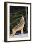 Gray Wolf Howling in Snow-DLILLC-Framed Premium Photographic Print