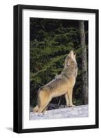 Gray Wolf Howling in Snow-DLILLC-Framed Premium Photographic Print