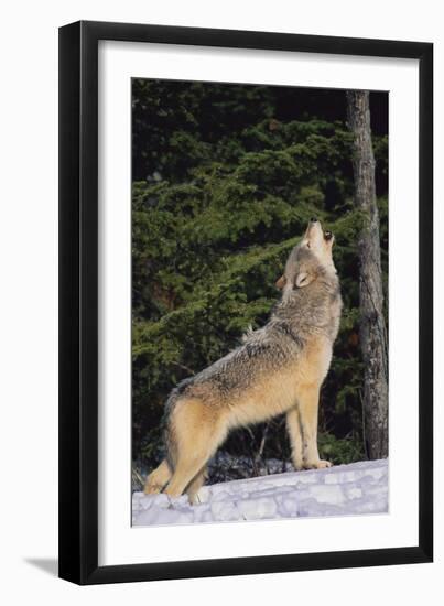 Gray Wolf Howling in Snow-DLILLC-Framed Premium Photographic Print