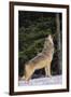 Gray Wolf Howling in Snow-DLILLC-Framed Premium Photographic Print