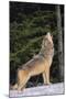 Gray Wolf Howling in Snow-DLILLC-Mounted Premium Photographic Print