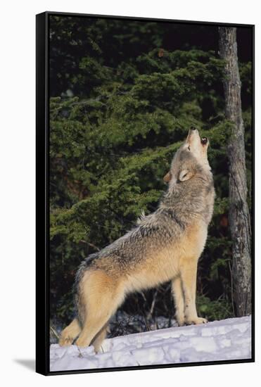 Gray Wolf Howling in Snow-DLILLC-Framed Stretched Canvas