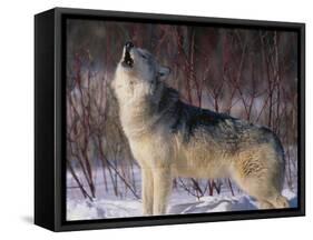 Gray Wolf Howling in Snow-DLILLC-Framed Stretched Canvas