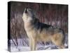Gray Wolf Howling in Snow-DLILLC-Stretched Canvas