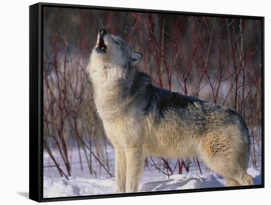 Gray Wolf Howling in Snow-DLILLC-Framed Stretched Canvas