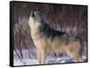 Gray Wolf Howling in Snow-DLILLC-Framed Stretched Canvas