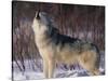 Gray Wolf Howling in Snow-DLILLC-Stretched Canvas