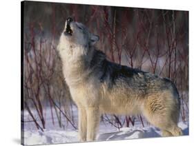 Gray Wolf Howling in Snow-DLILLC-Stretched Canvas
