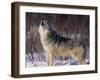 Gray Wolf Howling in Snow-DLILLC-Framed Premium Photographic Print