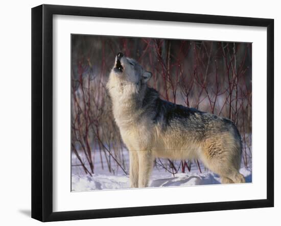 Gray Wolf Howling in Snow-DLILLC-Framed Premium Photographic Print