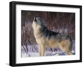 Gray Wolf Howling in Snow-DLILLC-Framed Premium Photographic Print