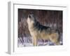 Gray Wolf Howling in Snow-DLILLC-Framed Premium Photographic Print