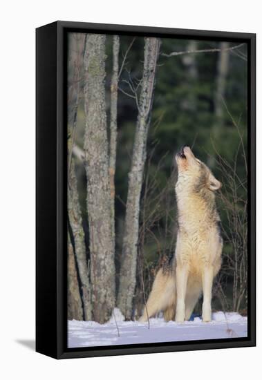 Gray Wolf Howling in Snow-DLILLC-Framed Stretched Canvas