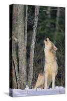 Gray Wolf Howling in Snow-DLILLC-Stretched Canvas