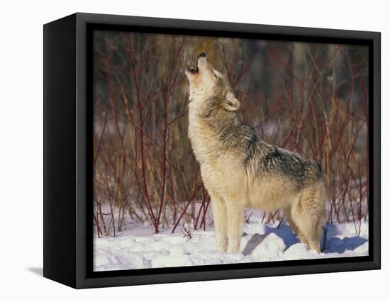 Gray Wolf Howling in Snow-DLILLC-Framed Stretched Canvas