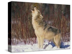 Gray Wolf Howling in Snow-DLILLC-Stretched Canvas