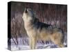 Gray Wolf Howling in Snow-DLILLC-Stretched Canvas