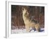 Gray Wolf Howling in Snow-DLILLC-Framed Photographic Print