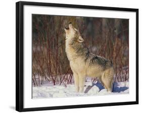 Gray Wolf Howling in Snow-DLILLC-Framed Photographic Print