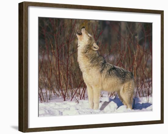 Gray Wolf Howling in Snow-DLILLC-Framed Photographic Print