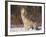 Gray Wolf Howling in Snow-DLILLC-Framed Photographic Print