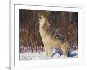 Gray Wolf Howling in Snow-DLILLC-Framed Photographic Print