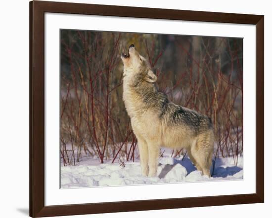 Gray Wolf Howling in Snow-DLILLC-Framed Photographic Print