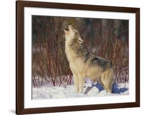 Gray Wolf Howling in Snow-DLILLC-Framed Photographic Print