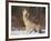 Gray Wolf Howling in Snow-DLILLC-Framed Photographic Print