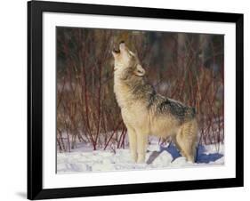 Gray Wolf Howling in Snow-DLILLC-Framed Photographic Print